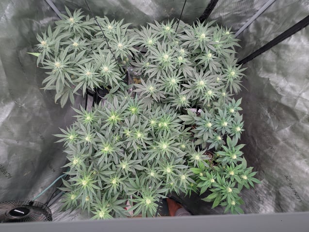 Bloody Mango — flower, day 84
