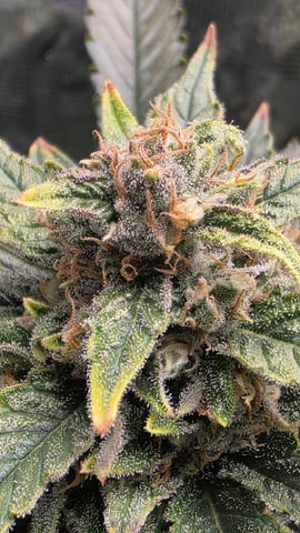 Sapphyre & Rockslide — flower, day 89