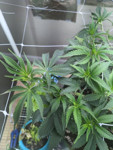 Audrey III — vegetative, day 82