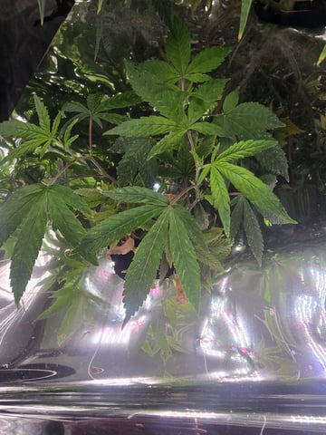 Glookies by Barneys Farm — flower, day 47