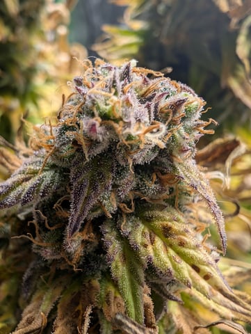 First Legal Grow — flower, day 141