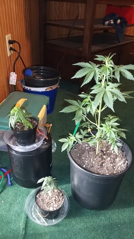 First grow indoor Auto euphoria  — vegetative, day 40