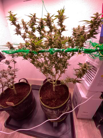 pineapple Express  — flower, day 28