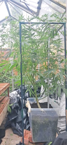 1st grow (green house)(natural) — flower, day 78