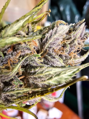 strawberry soda — done, day 78