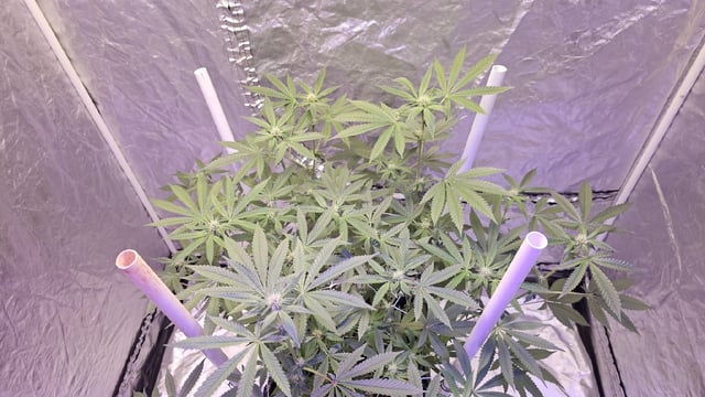 first grow adventure  — flower, day 76