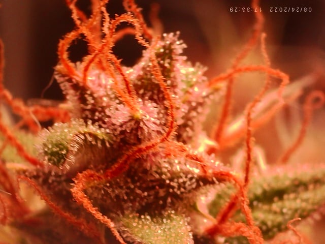 Number Two.  Lola — flower, day 99