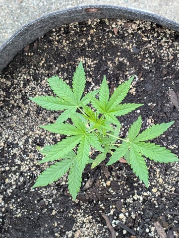 Gorilla Cookies Auto — seedling_rooting, day 22