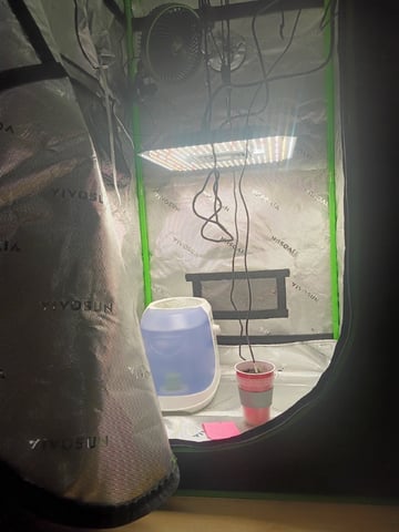 Critical Purple Kush — seedling_rooting, day 10