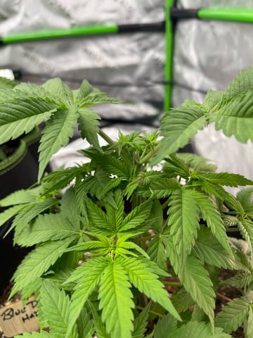 Phx_Freedom — flower, day 6