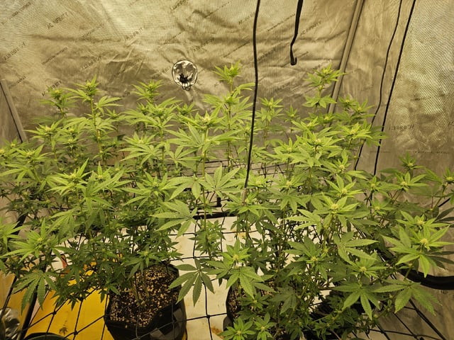 perfect circle/ cherrymac1 X candyland cross  — flower, day 1
