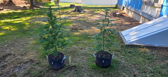 Let's just leave these right here! — flower, day 71