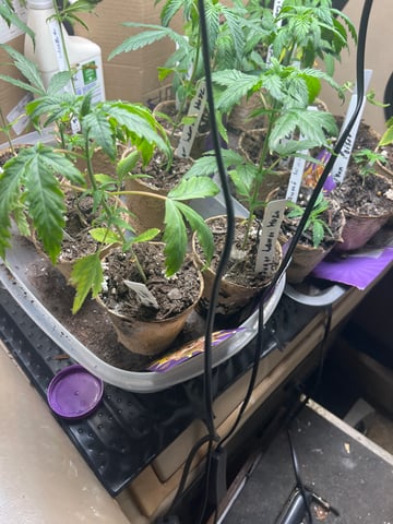 WNC Grow 1 — grow_setup, day 1