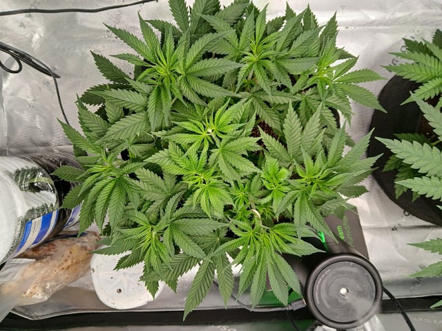 fruity pebbles, cap junky — vegetative, day 45