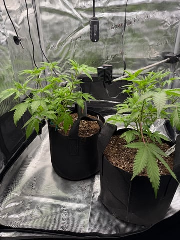  Trying to go big — vegetative, day 66