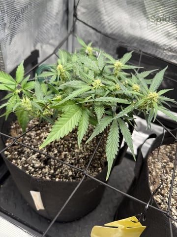 Gorilla Cookies — 1st Grow — flower, day 56