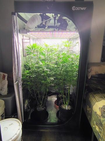 garage set up — flower, day 91