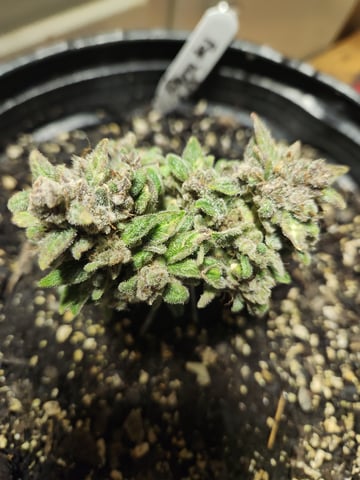 Mephisto Schoolyard Crush Grow-Pop tart OG and Apple Crush — harvest, day 99