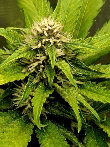 (4)autos  — flower, day 46