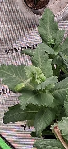 blueberry funk — flower, day 171