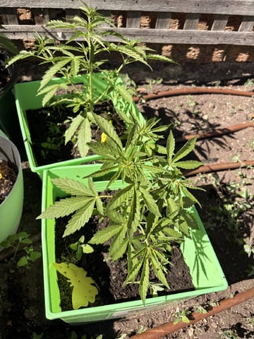 Muliflex — vegetative, day 48