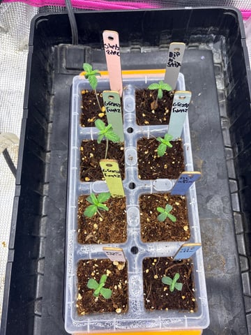 Grow #2 2x2x4 — germination, day 12