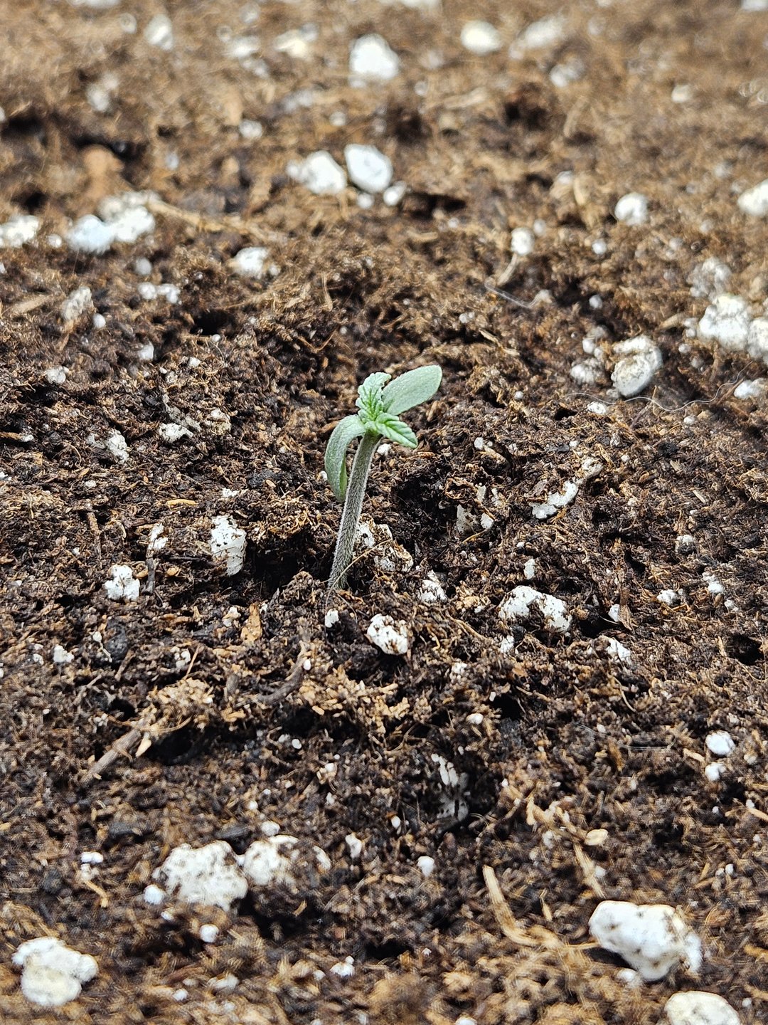 Mimosa Bruce Banner XL