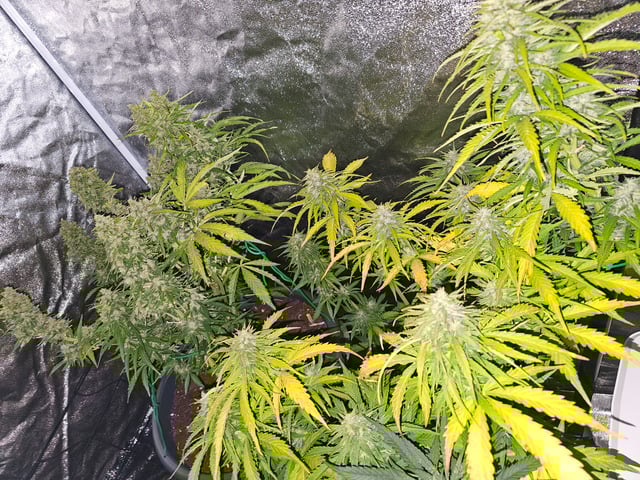 Cheshablue  — flower, day 46