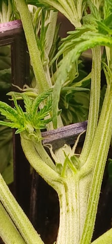 newest ggs setup grow — flower, day 29