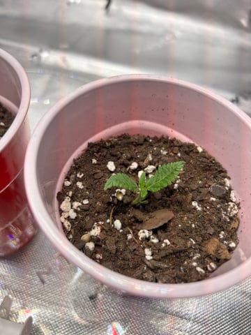 First Ever Grow GT — seedling_rooting, day 8