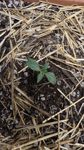 Summer Grow 