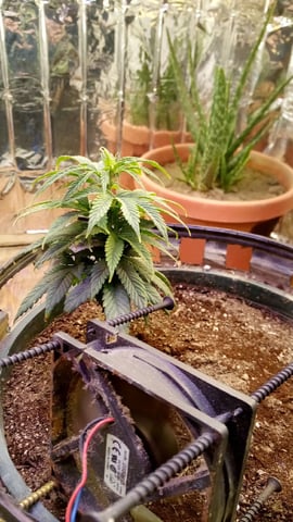 Jack hearer/Jack the ripper? — vegetative, day 69