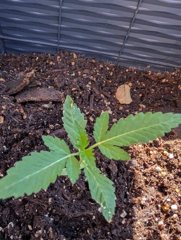 Galicane Fem — vegetative, day 20