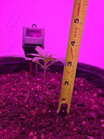 First Grow — vegetative, day 13