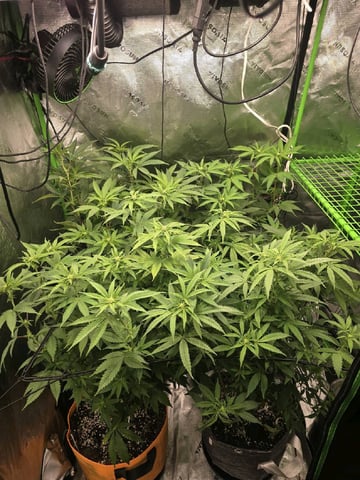 MAIN ROOM — flower, day 35