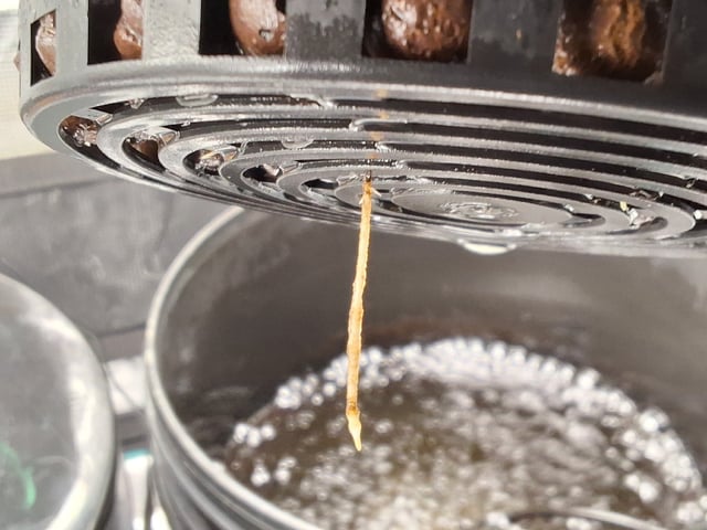 JALAPEÑO 🌶 — seedling_rooting, day 28