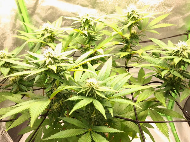 Blue Cheese from Barney's Farm — flower, day 28