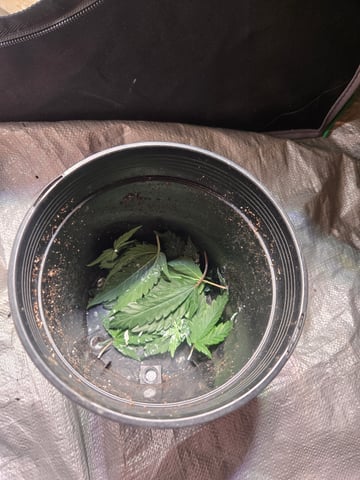 Looking for advice! — vegetative, day 30