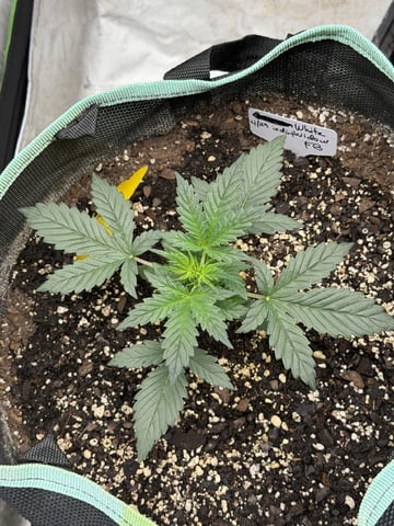 Indoor & Outdoor Grow 6 — vegetative, day 21