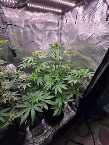 Northern lights #10 2nd plant (Selkies) — flower, day 49