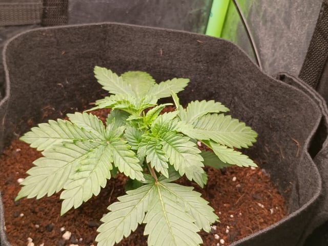 1st Grow Eva — vegetative, day 19