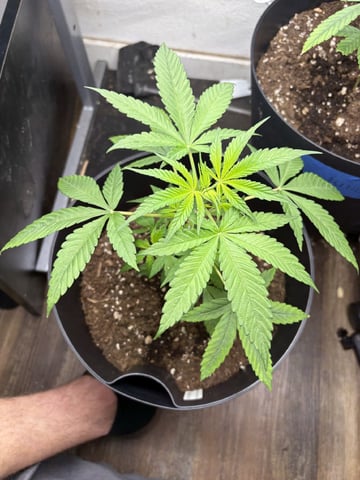 July plants of 26
