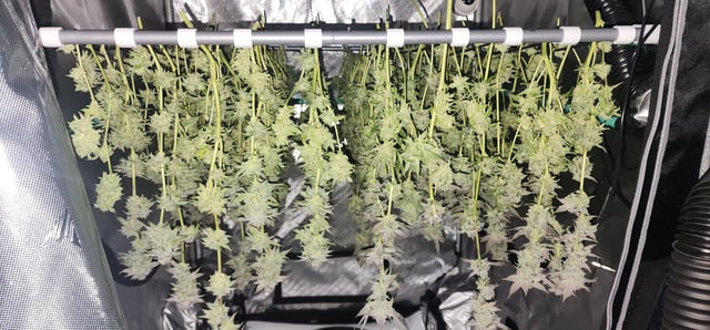 Found my Females... Game On! — harvest, day 189