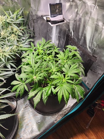 Autoflower grow. my first grow  — flower, day 56