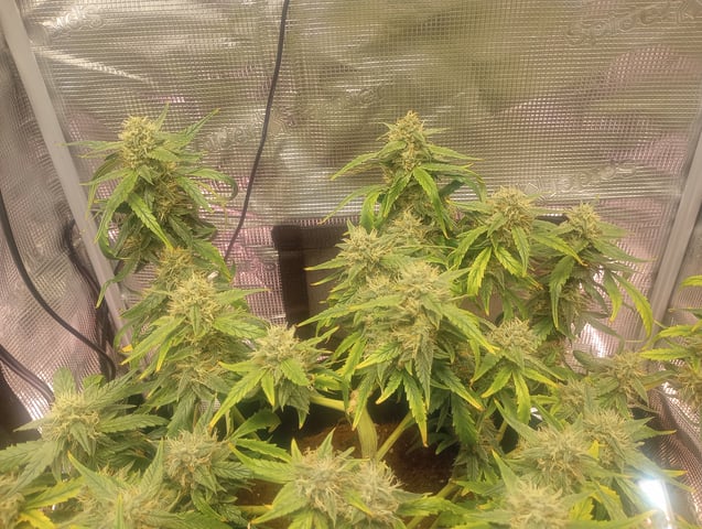 ethos — flower, day 39