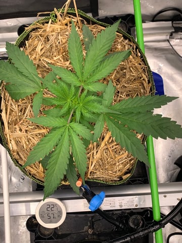 Six  — vegetative, day 31