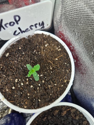 fruitstripe-x-breathworks VS Tropical cherry vs kush cake. vs og haze — seedling_rooting, day 9
