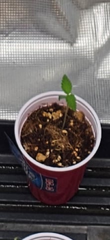 Seed To Harvest #1 4×4