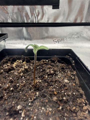 My First Grow — germination, day 1