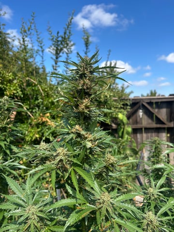 2025 harvest  — flower, day 31